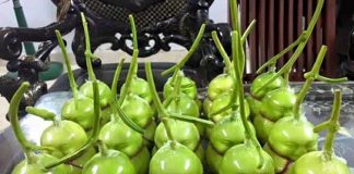 Dưa lê thần tài, rước lộc hay rước độc vào nhà?