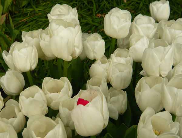 Lạc bước thiên đường hoa Keukenhof, Hà Lan