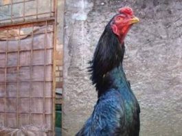 Mách bạn mẹo xem, chọn và cách nuôi gà chọi sung sức nhất