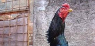 Mách bạn mẹo xem, chọn và cách nuôi gà chọi sung sức nhất