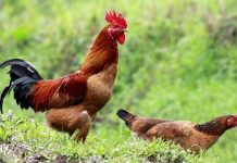 Cách nuôi gà ri thương phẩm cho hiệu quả kinh tế cao