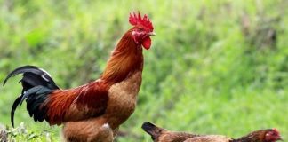 Cách nuôi gà ri thương phẩm cho hiệu quả kinh tế cao