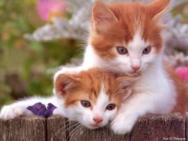 Cách chọn và nuôi mèo giỏi bắt chuột trong nhà