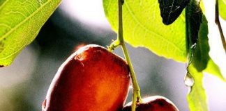 Cách ăn hồng táo có lợi cho sức khỏe