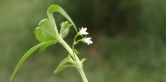 6 loại thảo dược chữa ung thư ở Việt Nam | thảo dược chữa ung thư,cây chữa ung thư