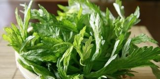 Cách làm trắng da bằng ngải cứu cho hiệu quả bất ngờ