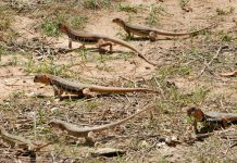 Hướng dẫn kỹ thuật nuôi dúi sinh sản Hướng dẫn kỹ thuật nuôi giông