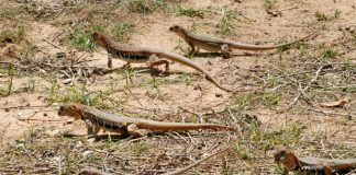 Hướng dẫn kỹ thuật nuôi giông