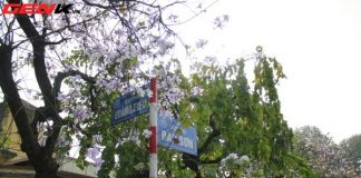 Những địa điểm chụp hoa tuyệt đẹp ở Hà Nội trong tháng Ba