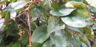 8 dược liệu quý chữa bệnh rối loạn tiêu hóa