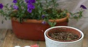 Cách làm chậu cây xương rồng bằng đá cuội đẹp như thật