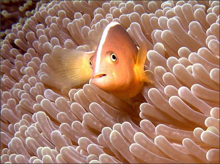 Sững sờ thế giới ngầm tuyệt đẹp dưới biển sâu