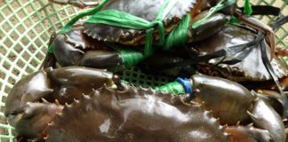 Hải sản và sức khỏe