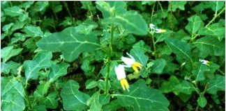 Điểm danh những công dụng bảo vệ gan của cà gai leo