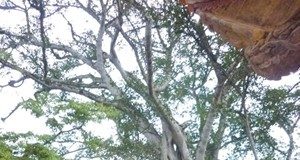 Về Thanh Hóa đừng bỏ qua di tích Lam Kinh