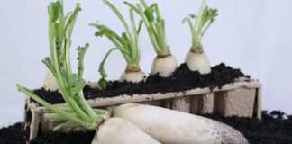 Những công dụng hữu hiệu của củ cải