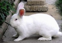 Hướng dẫn cách nuôi thỏ đẻ đạt năng suất cao