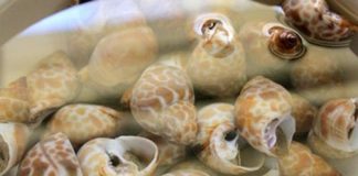 Thơm ngon ốc hương xào tỏi ớt và lá chanh ngày trở lạnh