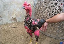 Hướng dẫn cách phòng bệnh và chăm sóc gà chọi Hướng dẫn cách phòng bệnh và chăm sóc gà chọi