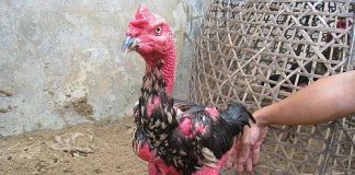 Hướng dẫn cách phòng bệnh và chăm sóc gà chọi