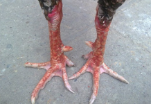 Cách xem vảy gà chọi hay theo kinh nghiệm người ‘sành’