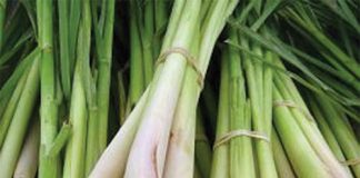 Cây sả - Bài thuốc phòng bệnh mùa đông