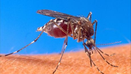 Muỗi và những bệnh nguy hiểm do muỗi gây ra - 1