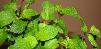 9 bài thuốc trị khàn tiếng mùa lạnh