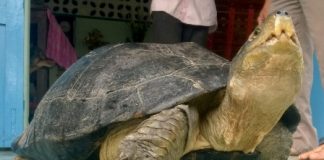 Ôm rùa “khủng” đi ngủ vì... sợ mất