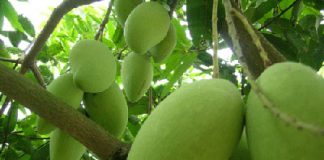 6 loại trái cây hay bị ngâm hoá chất