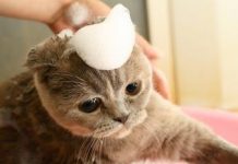 Hướng dẫn diệt bọ chét, rận cho mèo con từ 1 tháng tuổi Hướng dẫn diệt bọ chét, rận cho mèo con từ 1 tháng tuổi