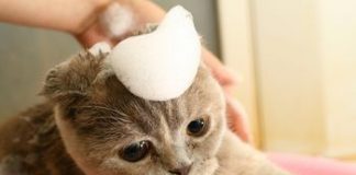 Hướng dẫn diệt bọ chét, rận cho mèo con từ 1 tháng tuổi