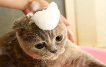 Hướng dẫn diệt bọ chét, rận cho mèo con từ 1 tháng tuổi