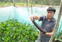 Cách nuôi rắn ri voi tại nhà đơn giản cho năng suất cao Cách nuôi rắn ri voi tại nhà đơn giản cho năng suất cao