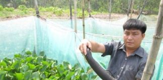 Cách nuôi rắn ri voi tại nhà đơn giản cho năng suất cao