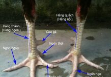 3 cách xem chân gà chọi hay cho những người sành 3 cách xem chân gà chọi hay cho những người sành