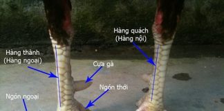 3 cách xem chân gà chọi hay cho những người sành