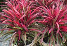 Cay huyet du chua benh tri va rong kinh 3