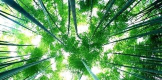 Bí ẩn về hoa tre, loài hoa trăm năm mới nở một lần