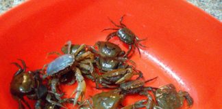 Canh cua bí xanh - món canh ngon ngày hè