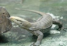 Cách nuôi Kỳ Đà chuẩn giúp bạn làm giàu nhanh chóng Cách nuôi Kỳ Đà chuẩn giúp bạn làm giàu nhanh chóng