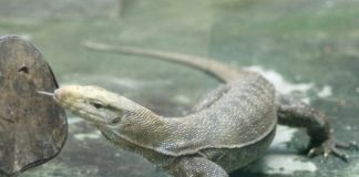 Cách nuôi Kỳ Đà chuẩn giúp bạn làm giàu nhanh chóng