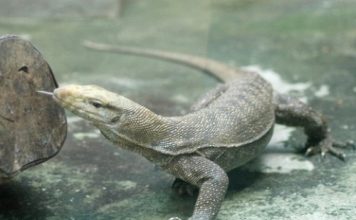 Cách nuôi Kỳ Đà chuẩn giúp bạn làm giàu nhanh chóng