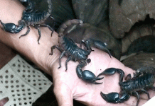 Hướng dẫn kỹ thuật nuôi bọ cạp