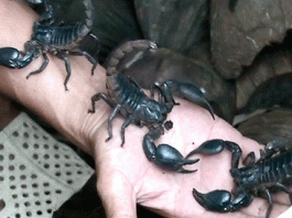 Hướng dẫn kỹ thuật nuôi bọ cạp