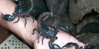 Hướng dẫn kỹ thuật nuôi bọ cạp