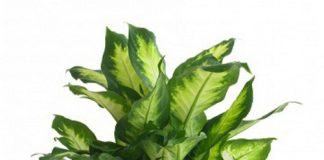 Những cây độc chết người được ưa chuộng trong nhà