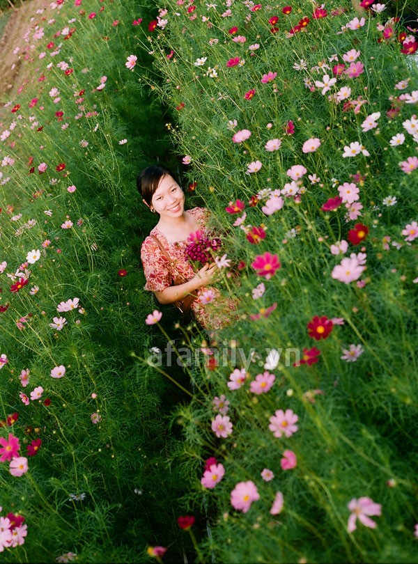 Cuối năm đi ngắm hoa ở Hà Nội