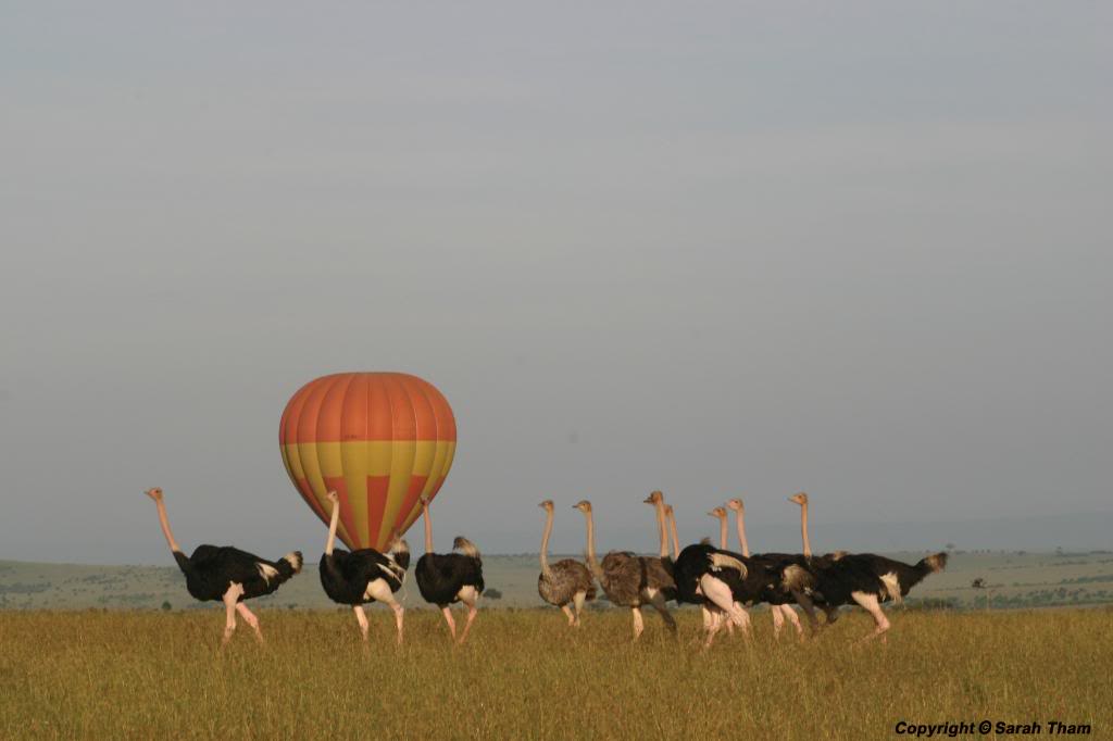 Du lịch Kenya bằng khinh khí cầu