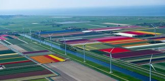 Mê hồn những đồng hoa Hà Lan từ trên cao